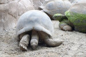Zwei große Schildkröten