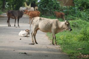 Kühe auf einer Straße