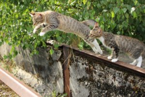Zwei Katzen auf einem Zaun, eine der Katzen springt gerade