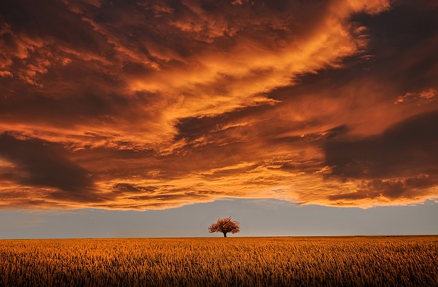 Ein Baum am Horizont, vor ihm ein Weizenfeld